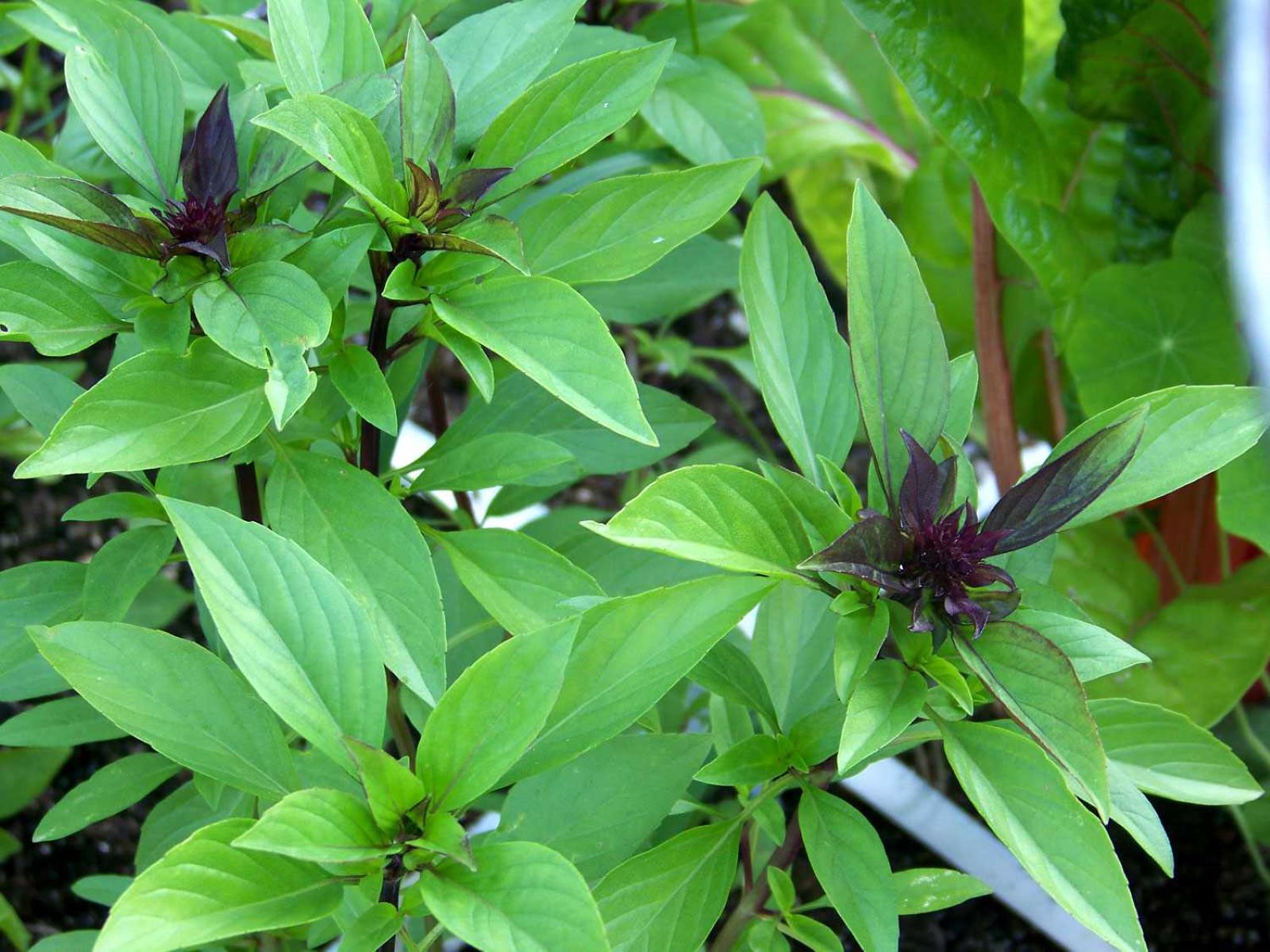 How To Store Thai Basil