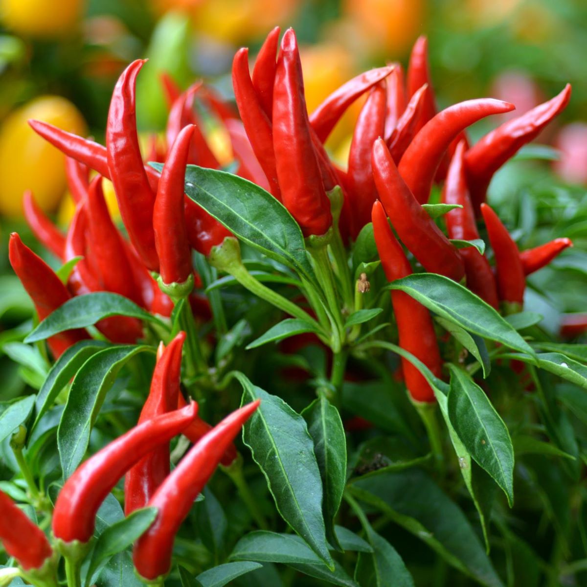 How To Store Thai Chili Peppers