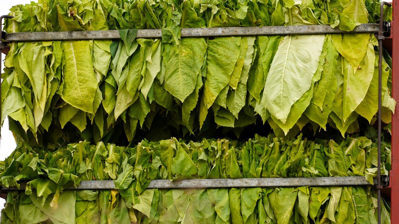 How To Store Tobacco Leaves