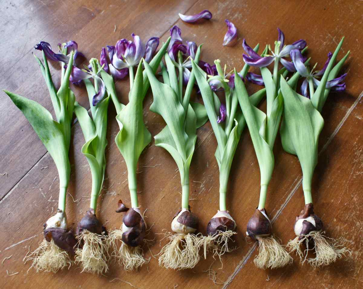 How To Store Tulip Bulbs Before Planting