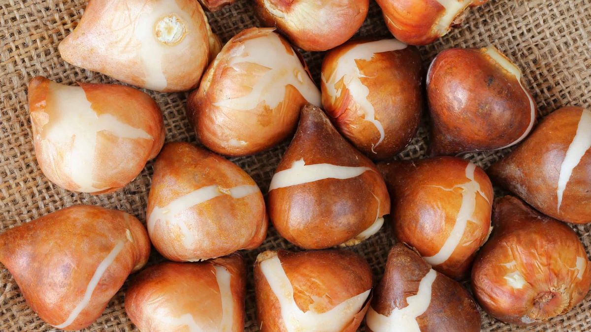 How To Store Tulip Bulbs In The Refrigerator