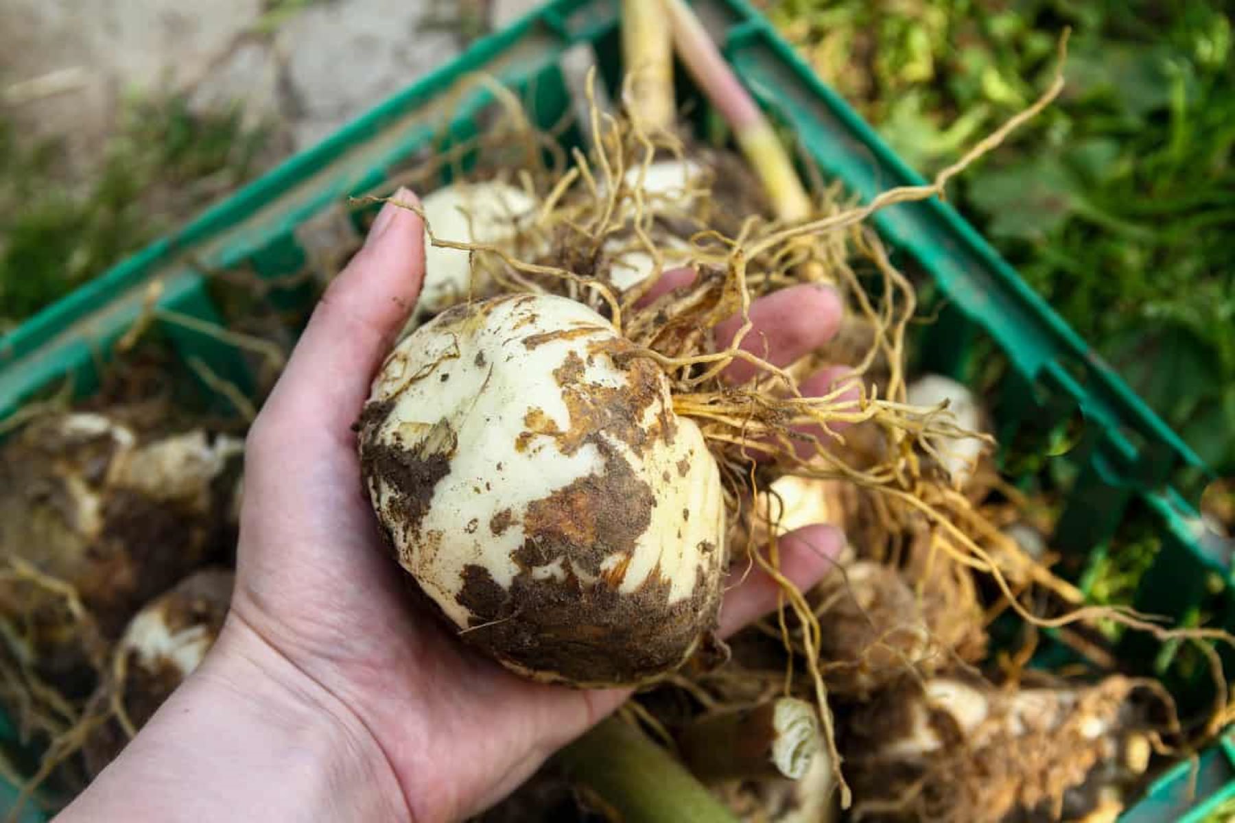 How To Store Tulip Bulbs Over Winter
