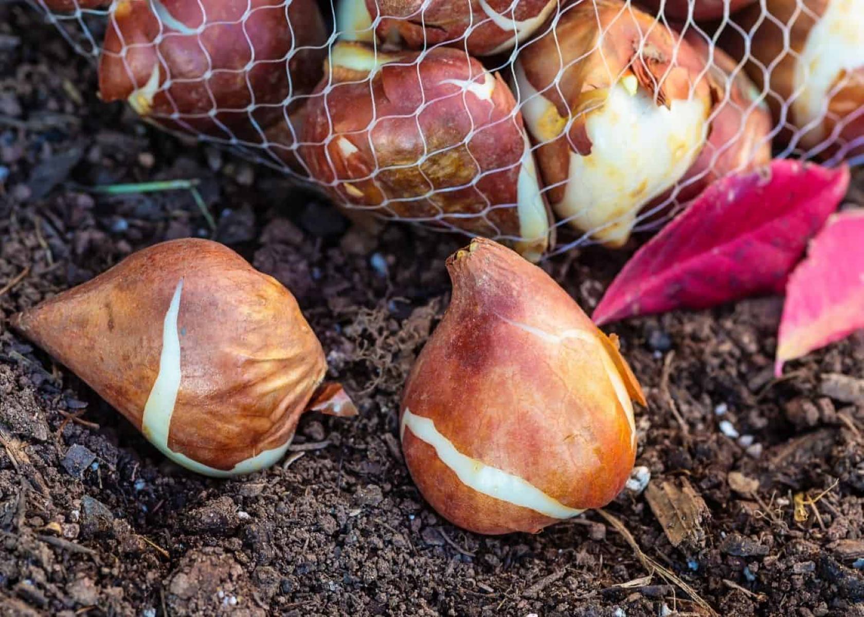 How To Store Tulip Bulbs Until Fall