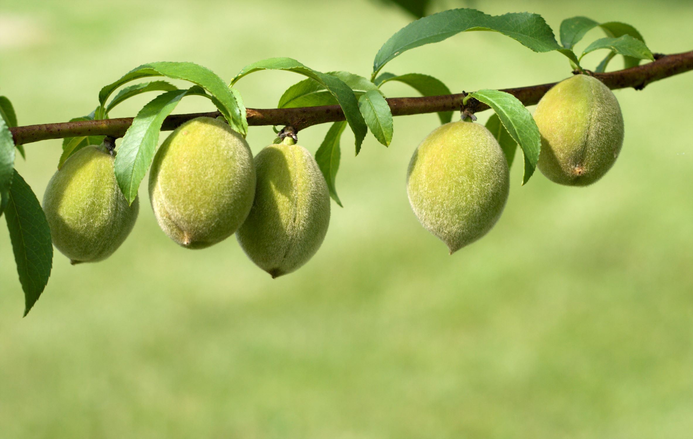How To Store Unripe Peaches