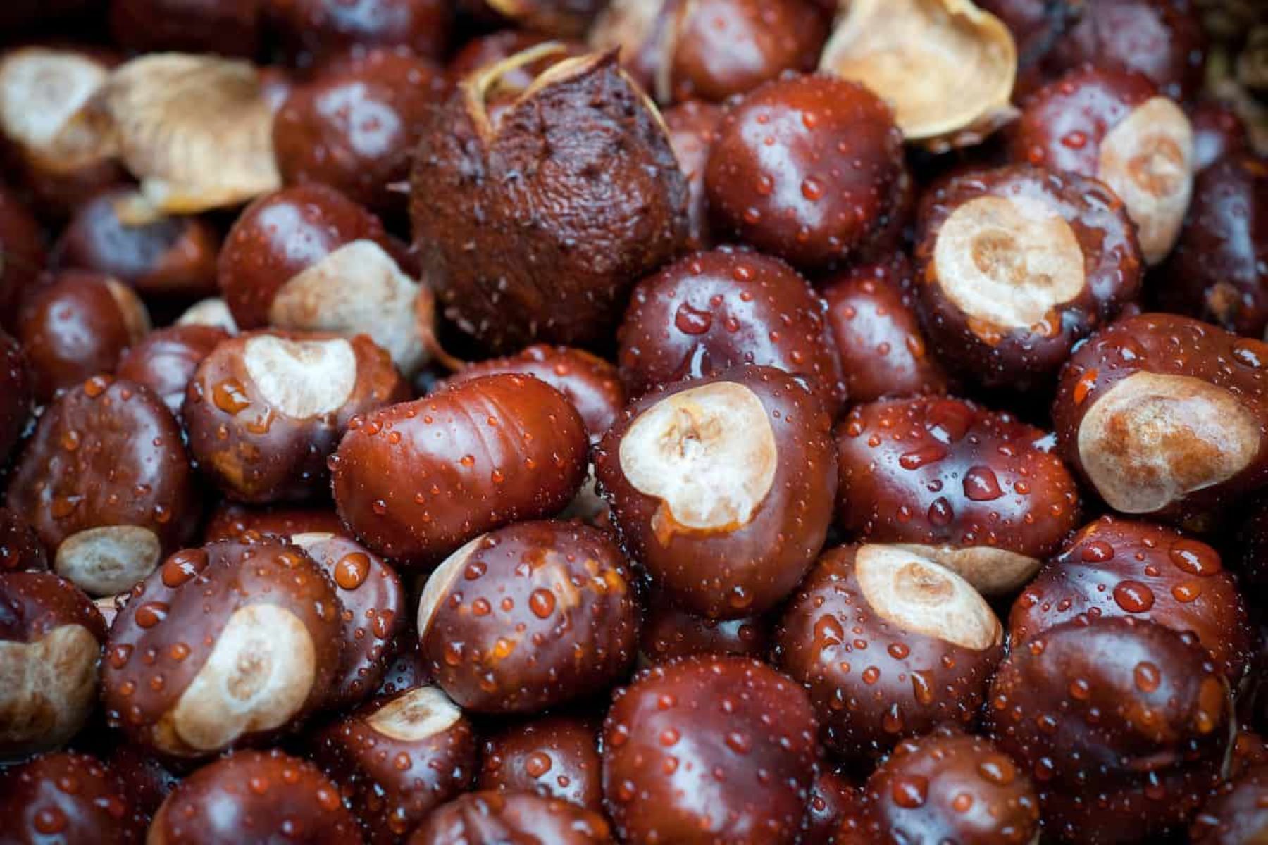 How To Store Water Chestnuts