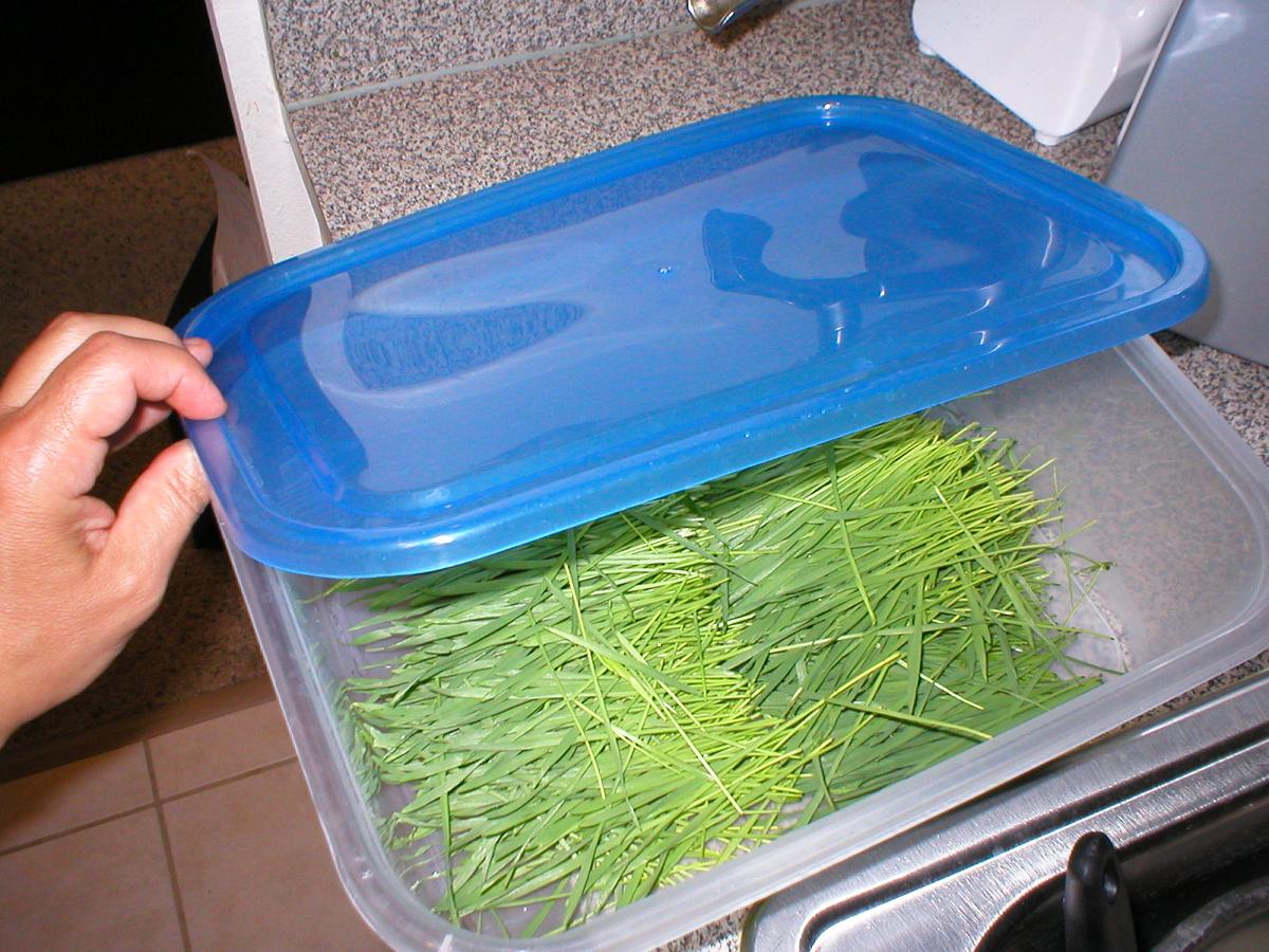 How To Store Wheatgrass