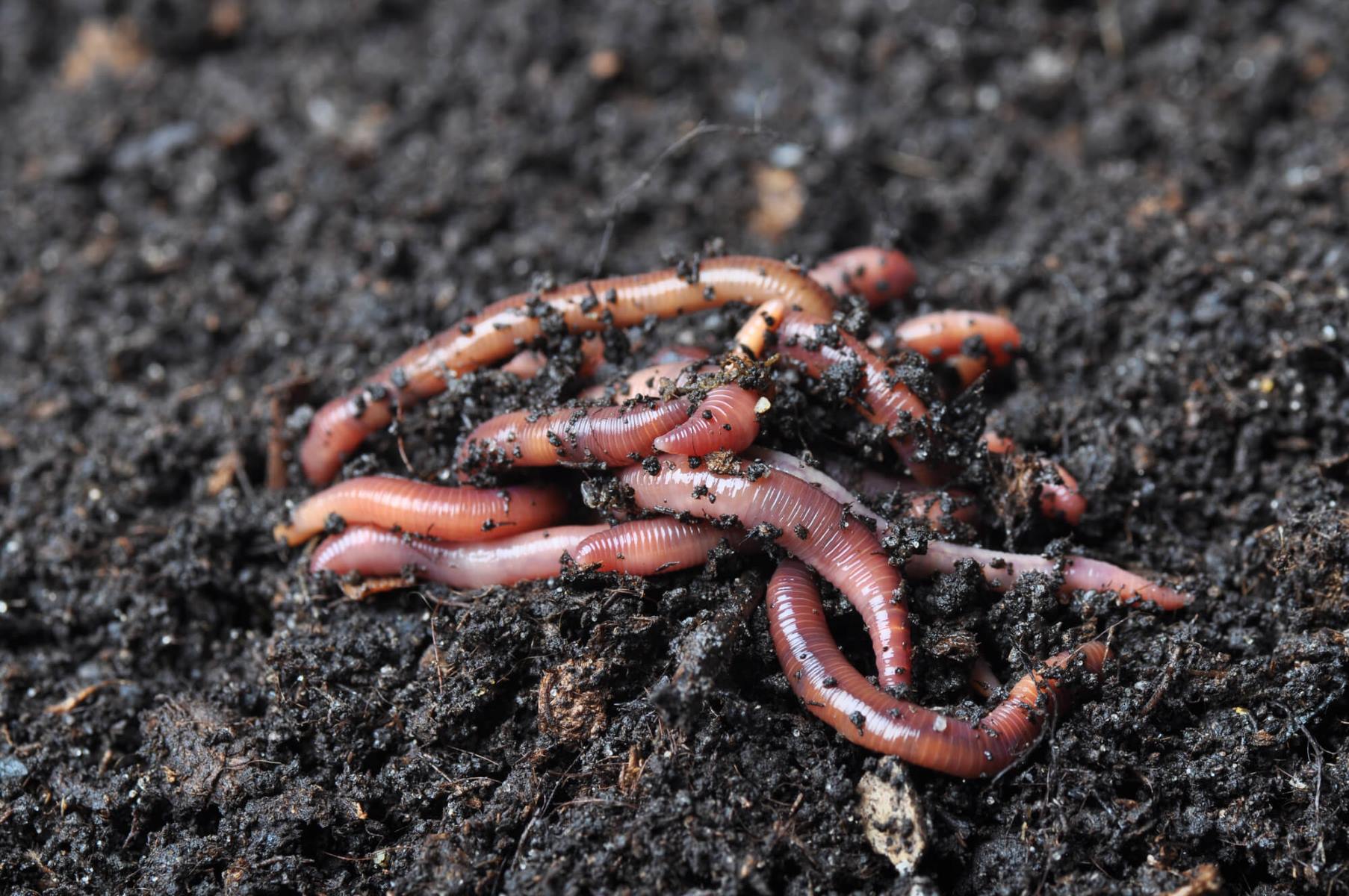 How To Store Worm Castings