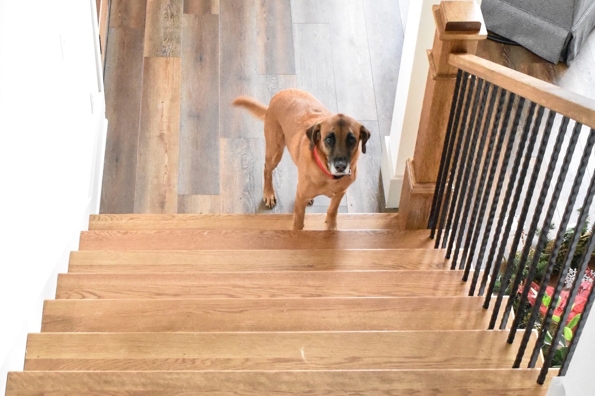 How To Teach Dog To Go Up Stairs