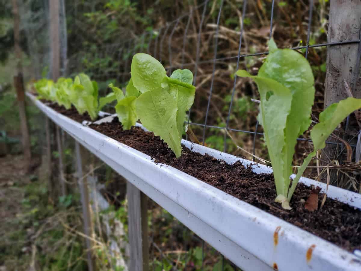What Can You Grow In Gutters