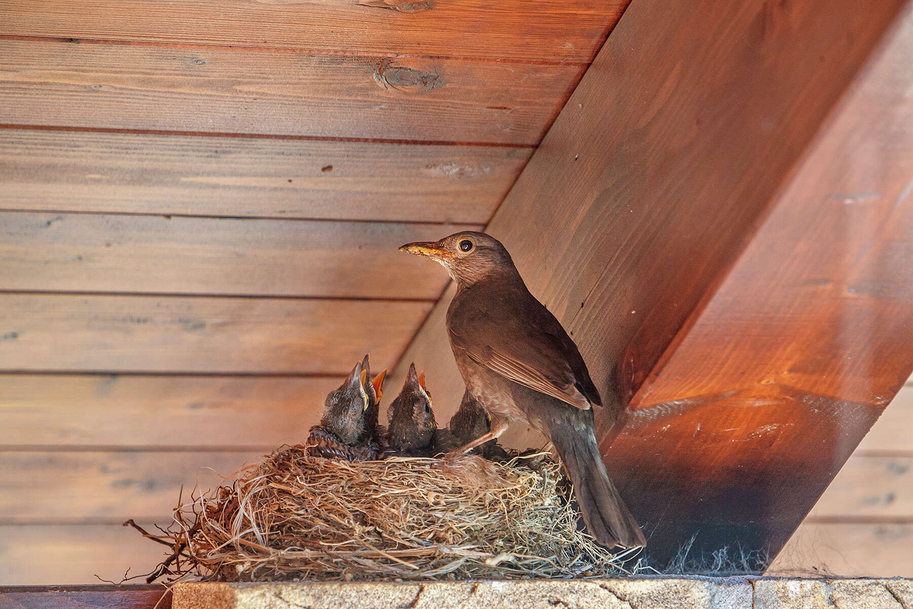 What Will Keep Birds From Nesting On My Porch