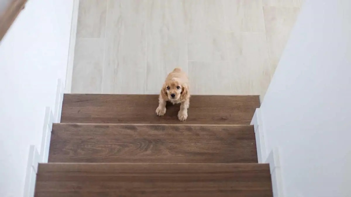 When Can Puppies Climb Stairs