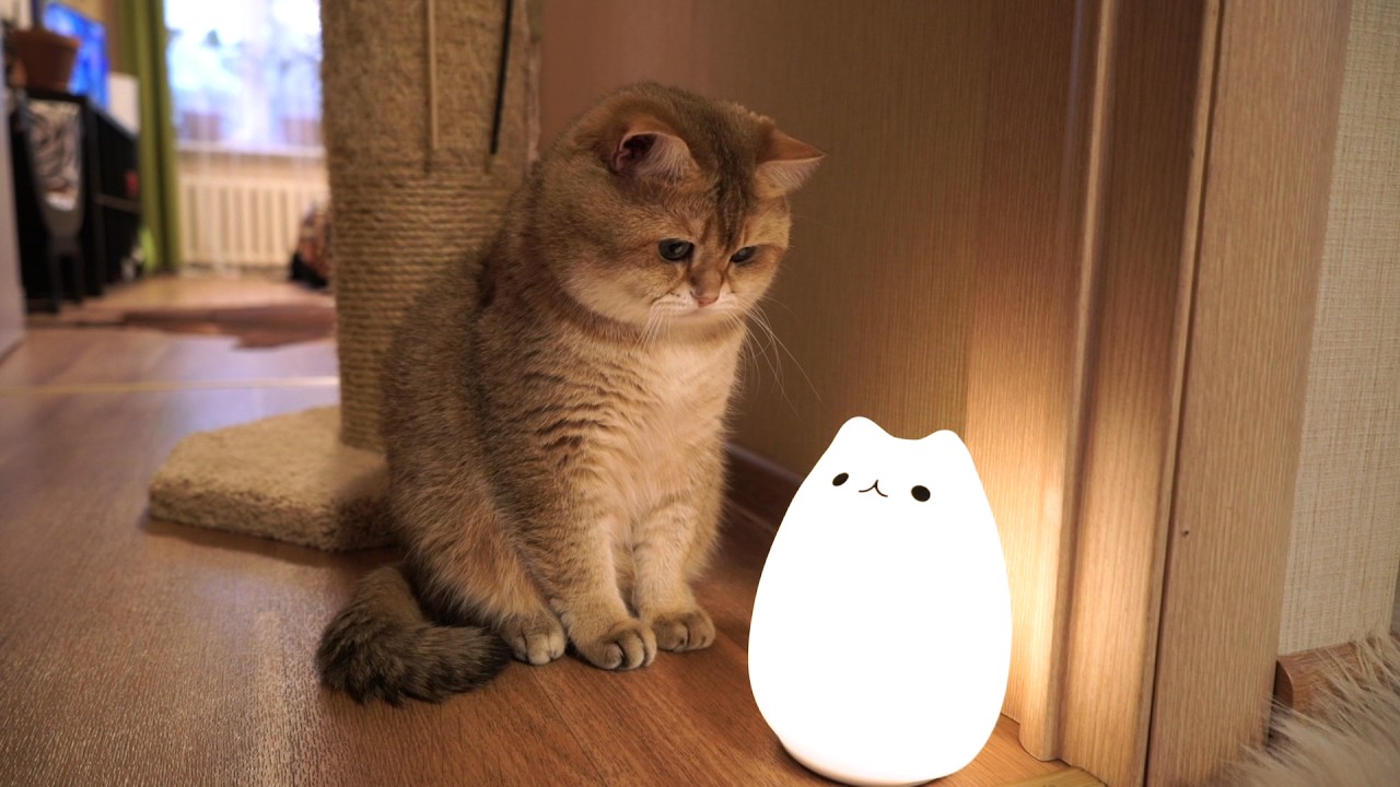 10 Amazing Cat Lamp for 2024