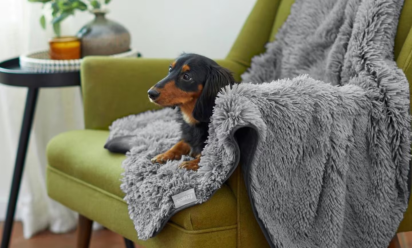 10 Best Dog Blanket for 2024