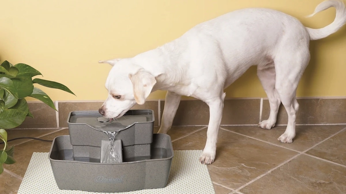 10 Best Dog Water Fountain For 2024