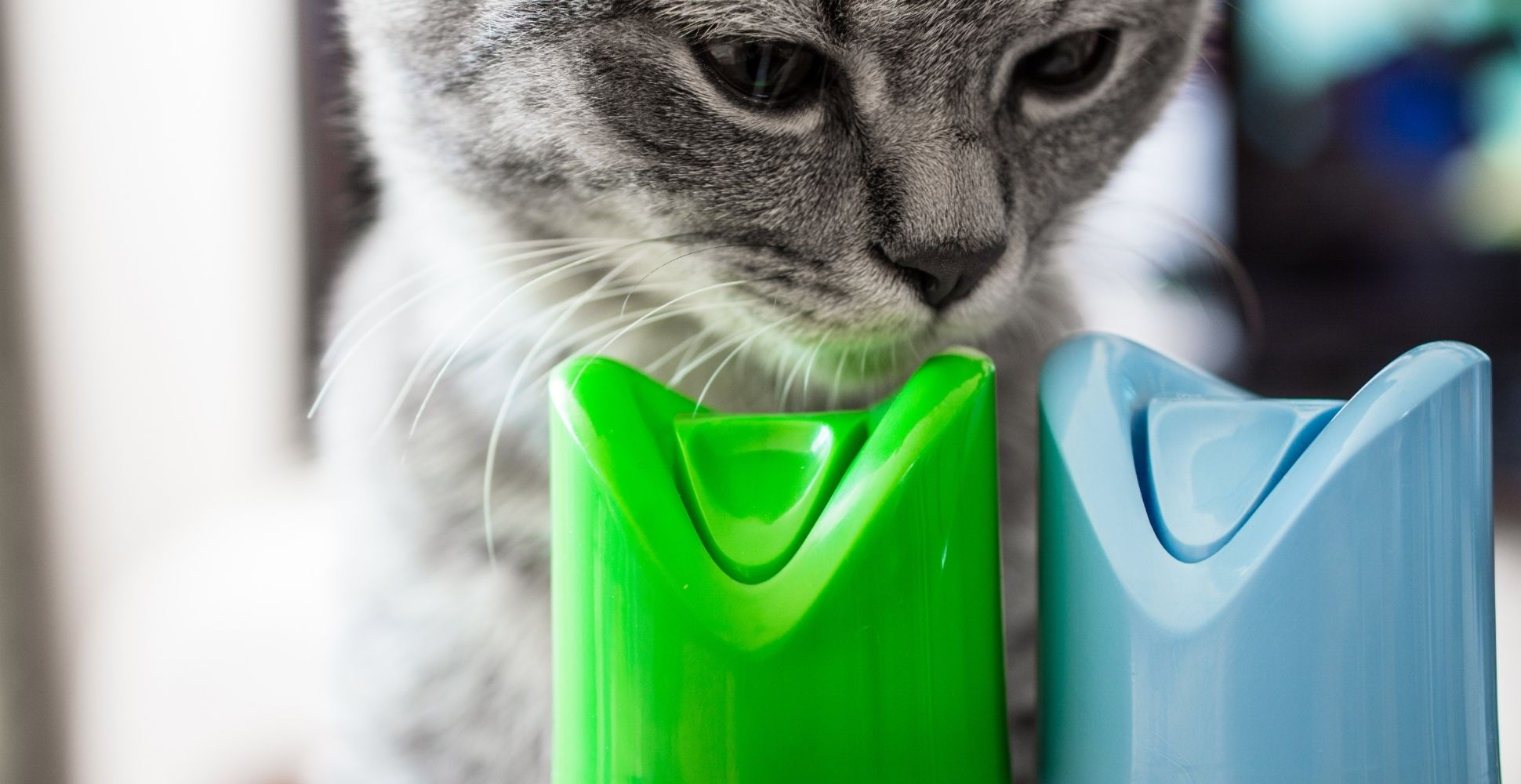 11 Best Cat Air Freshener For 2023