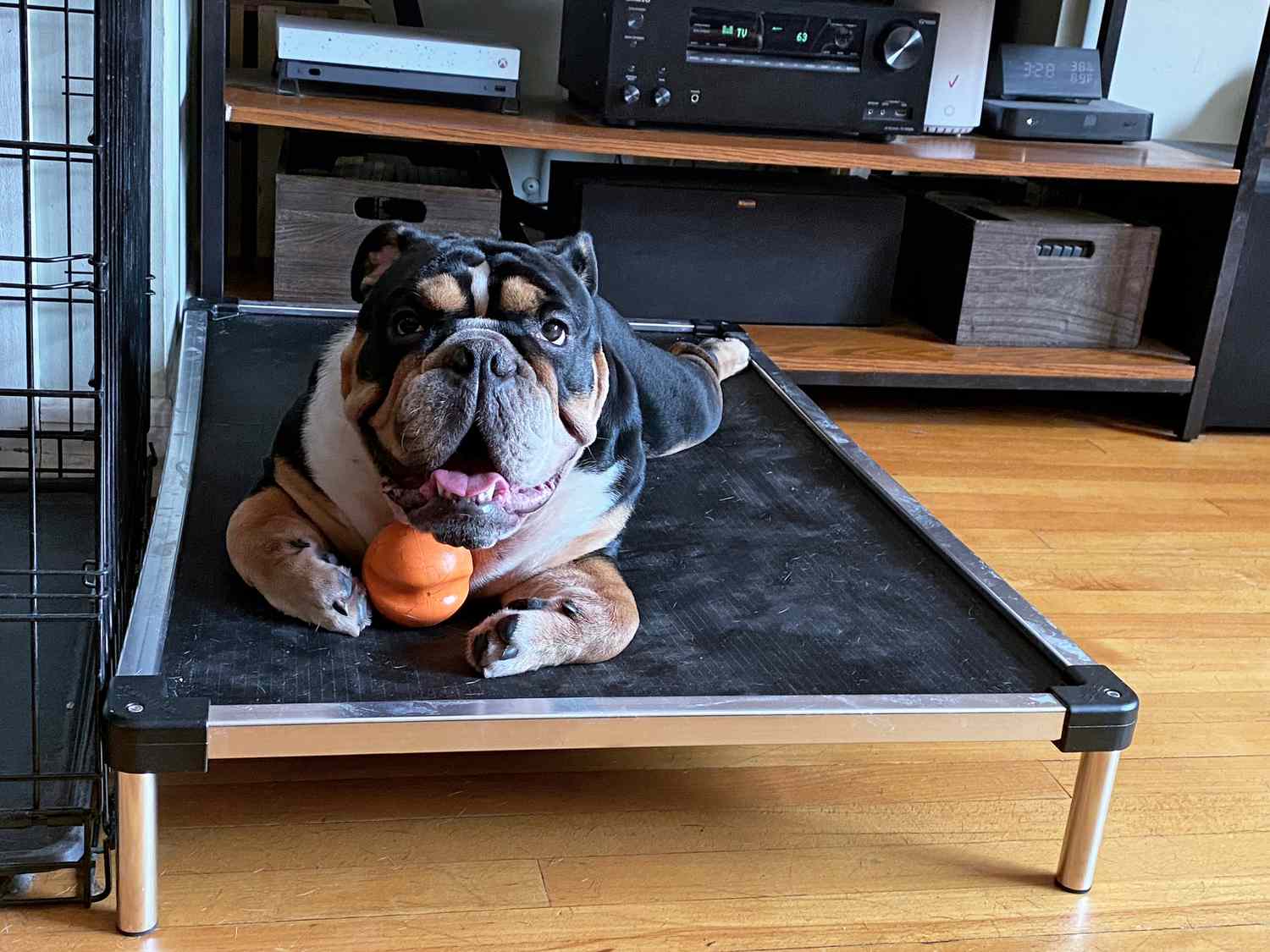 11 Superior Elevated Dog Bed for 2024