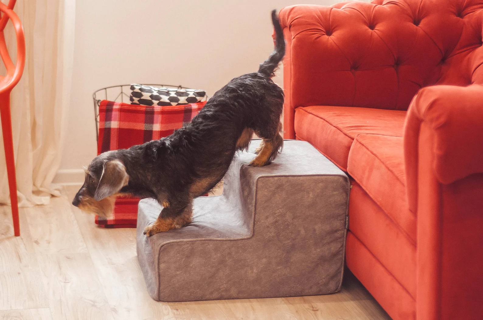 12 Best Dog Stairs For 2023