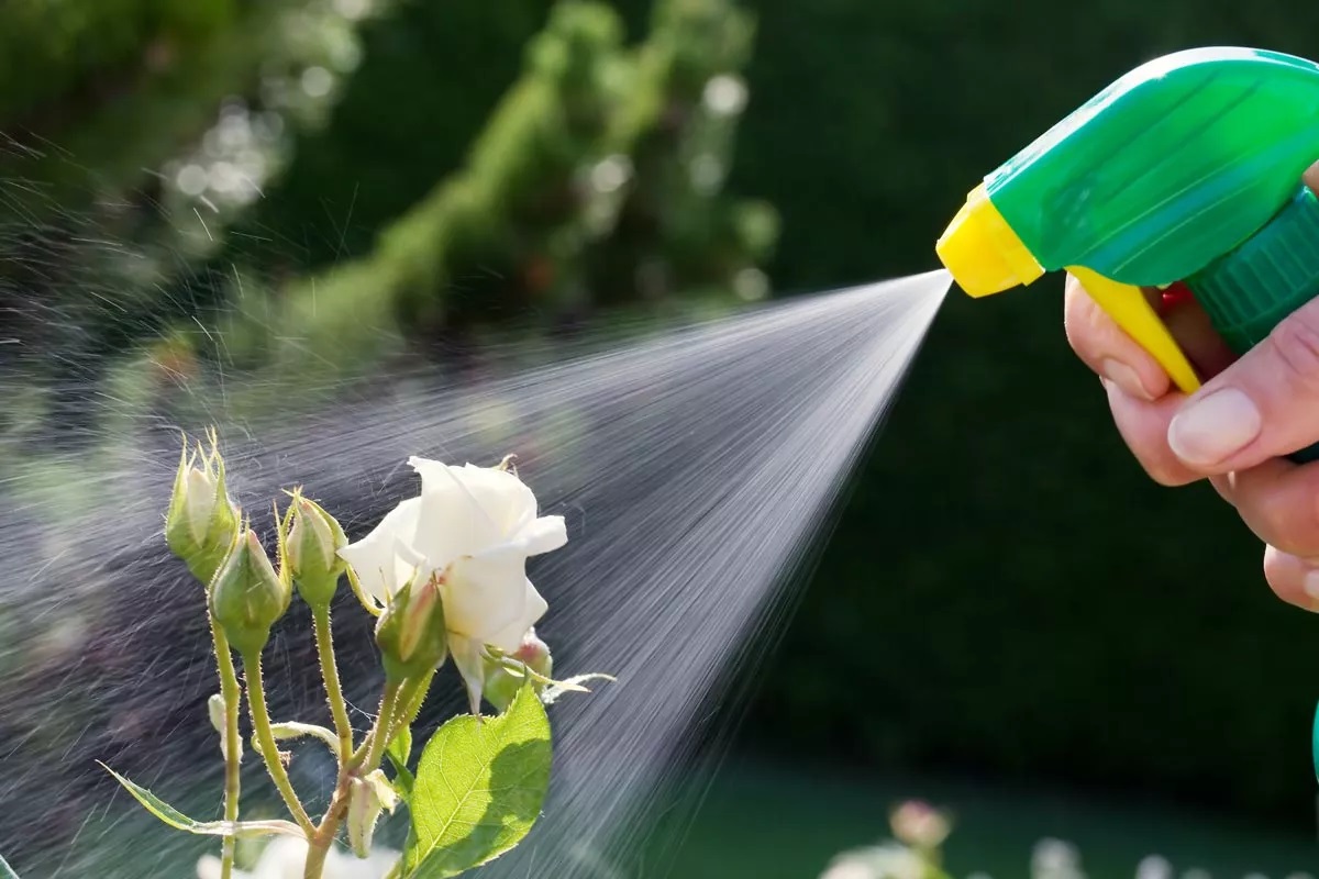 14 Amazing Organic Garden Pest Control For 2024