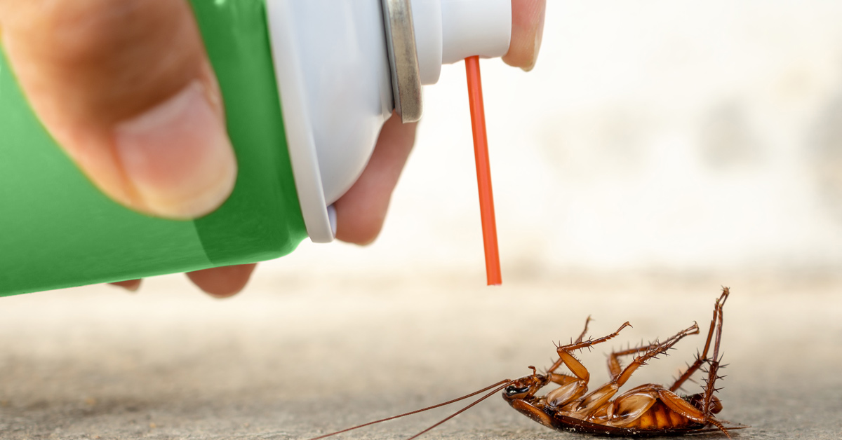 14 Incredible Roach Pest Control For 2023