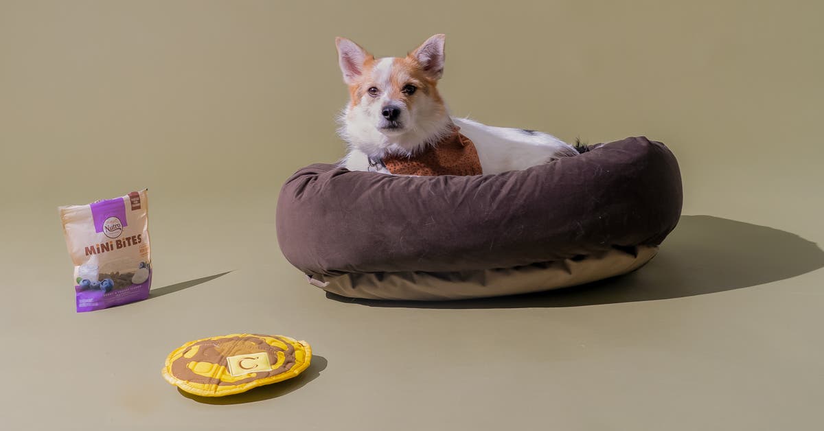 15 Unbelievable Small Dog Bed for 2024