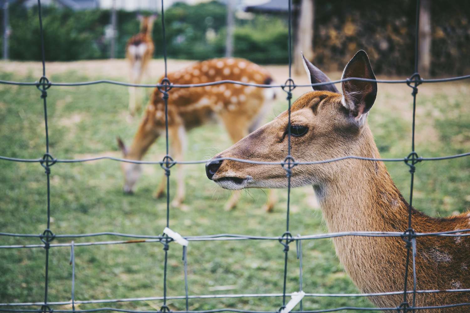9 Incredible Deer Fence For 2024