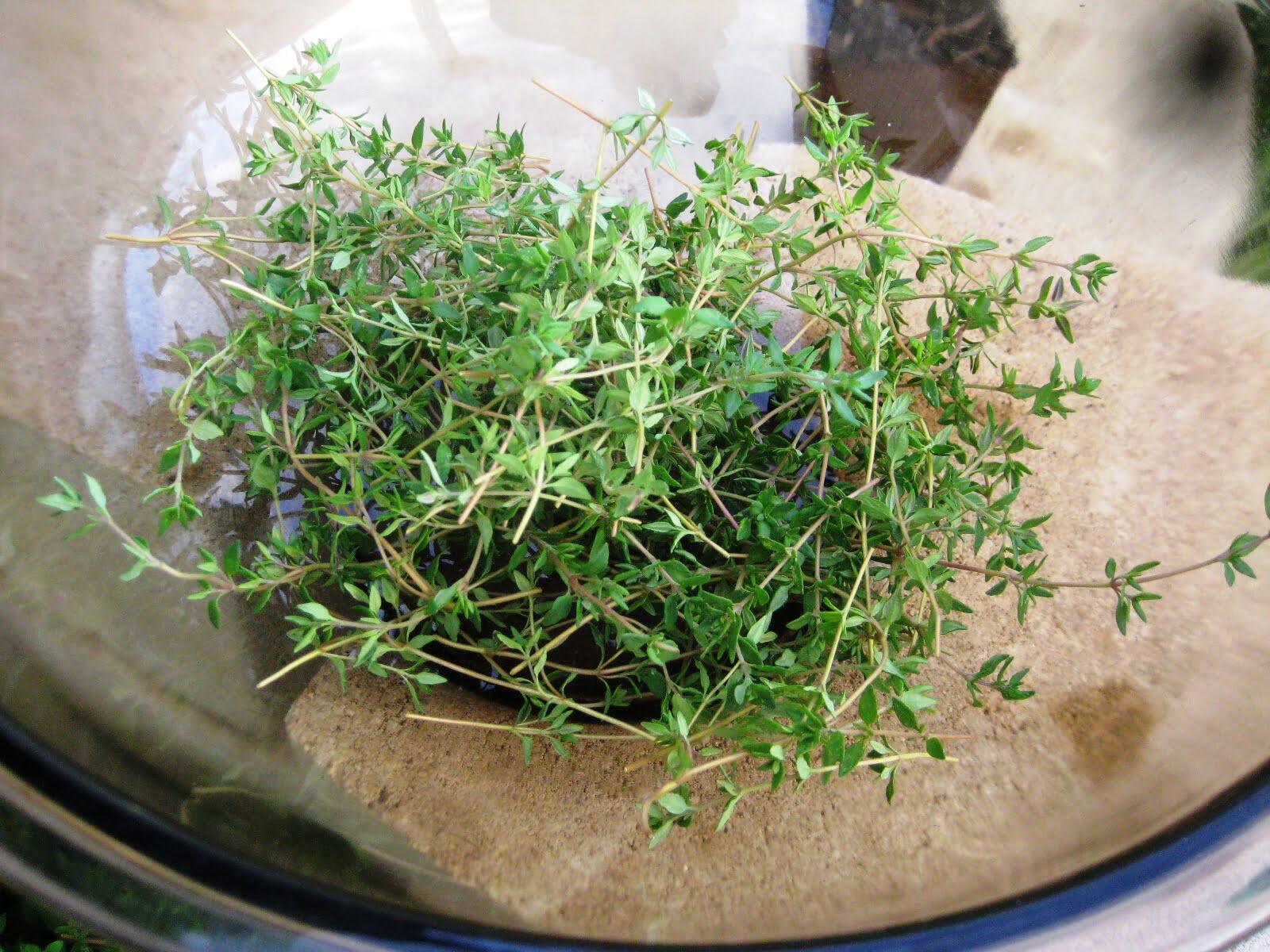 How And When To Harvest Thyme