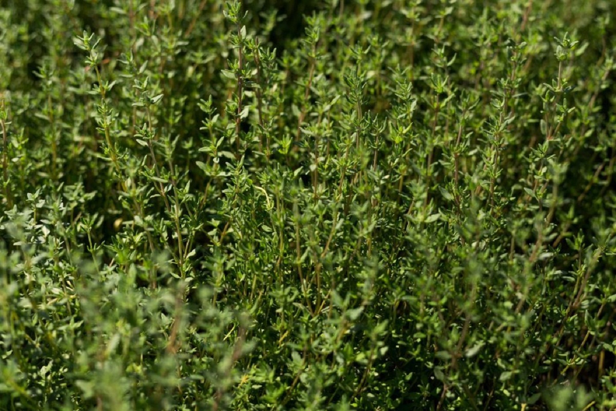 How Big Does Thyme Grow