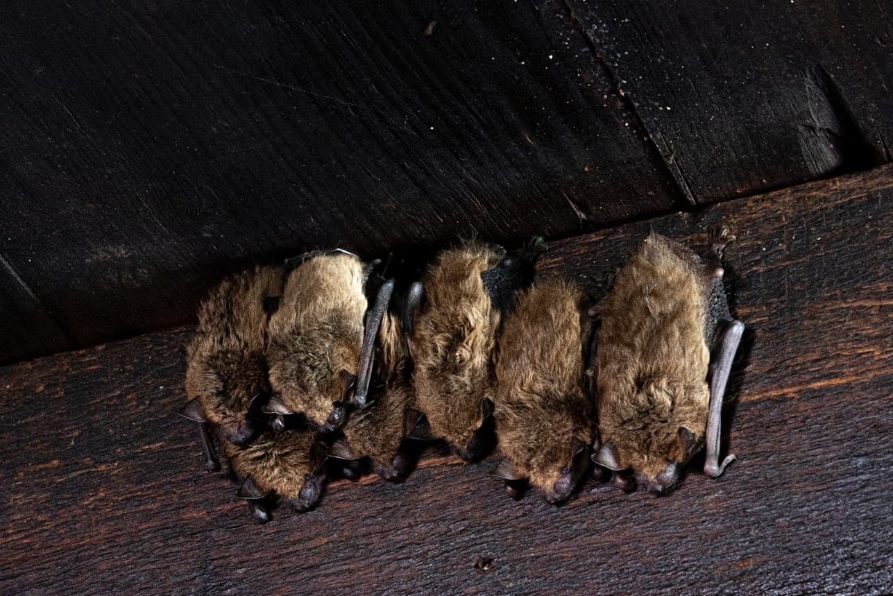 How Can You Tell If You Have Bats In Your Attic