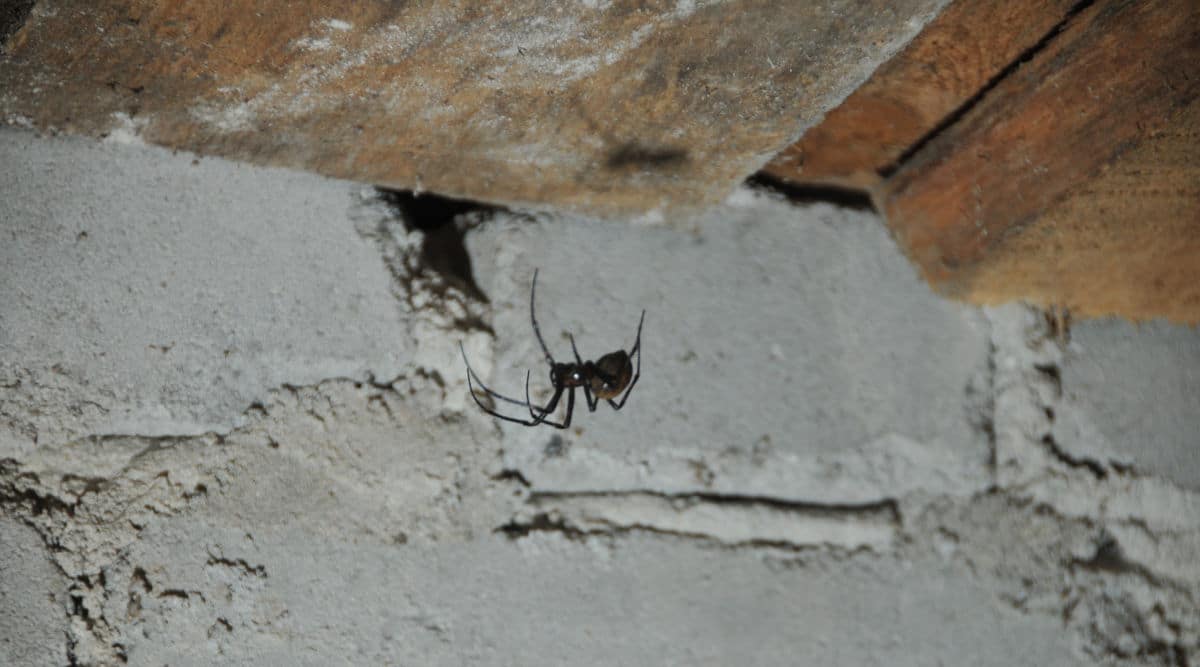 How Do I Get Rid Of Spiders In My Basement