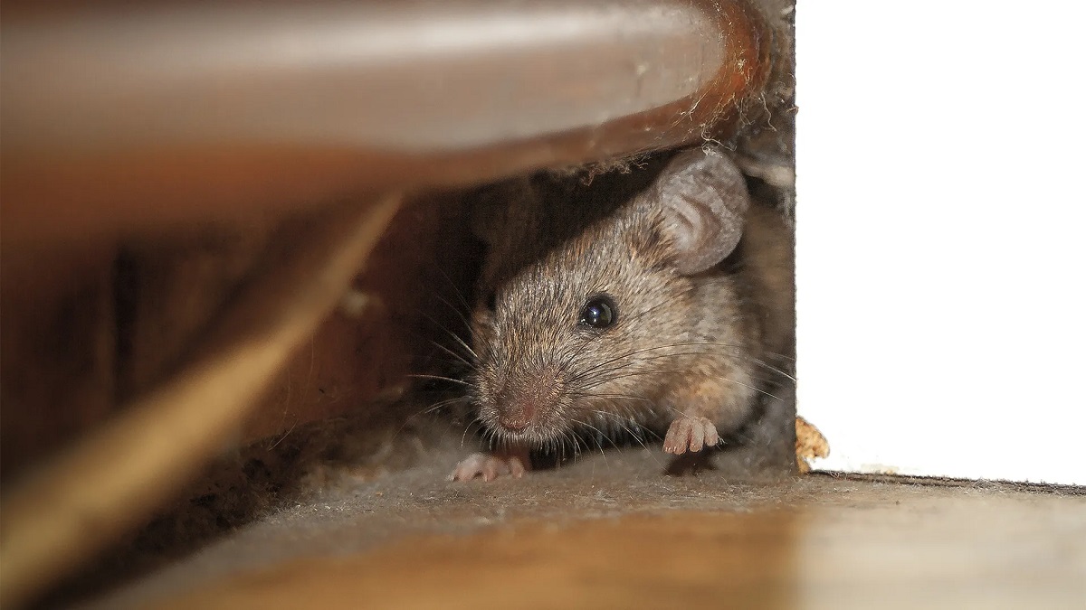 How Do Mice Get Into Basement