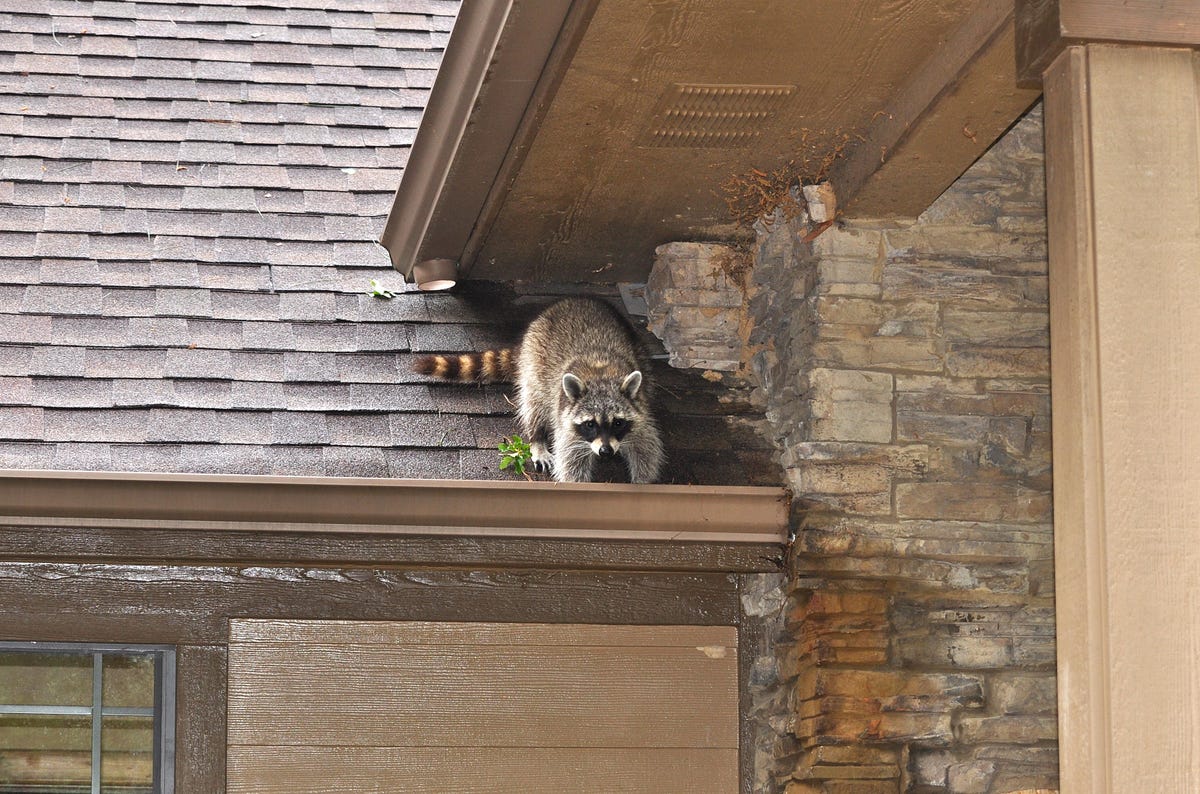 How Do Raccoons Get In The Attic