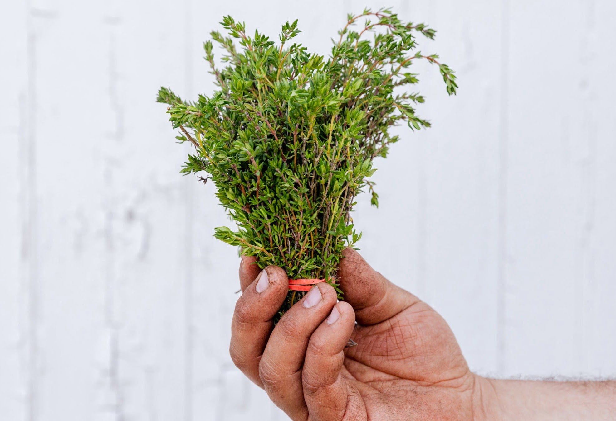 How Do You Pick Thyme Leaves