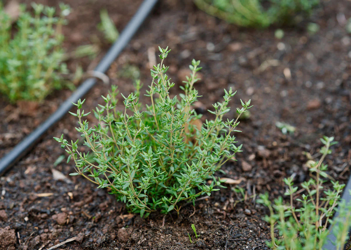 How Long Do Thyme Seeds Take To Germinate