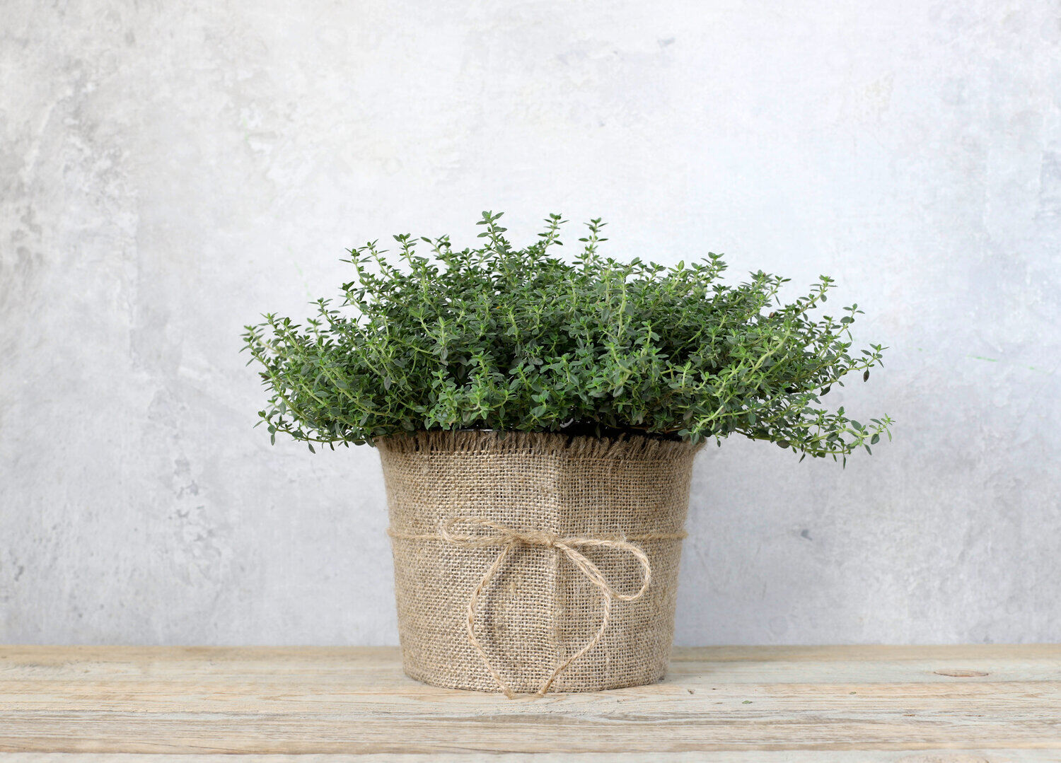 How Long Does It Take For Thyme To Grow