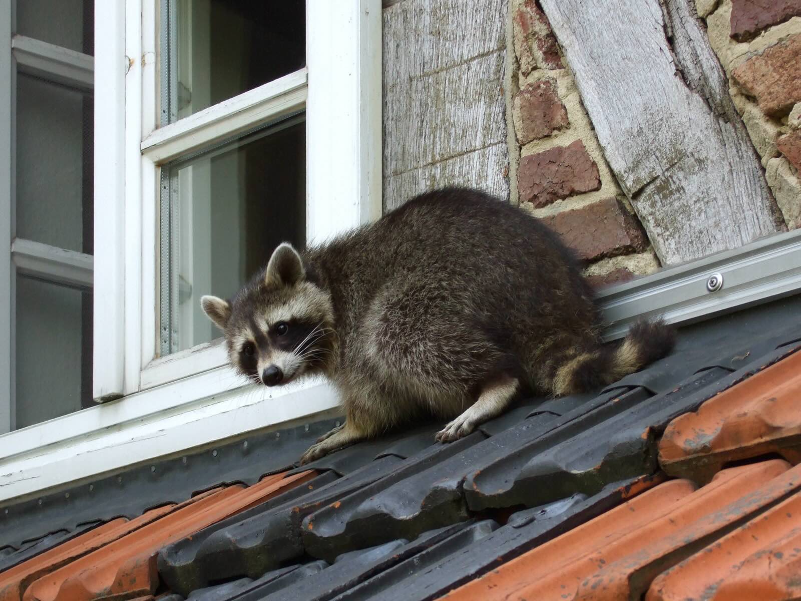 How Much Does It Cost To Remove Raccoons From The Attic