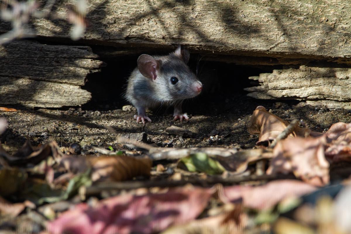 How Much Does It Cost To Remove Rats From Attic