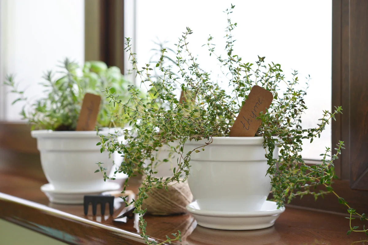 How To Care For Thyme Indoors