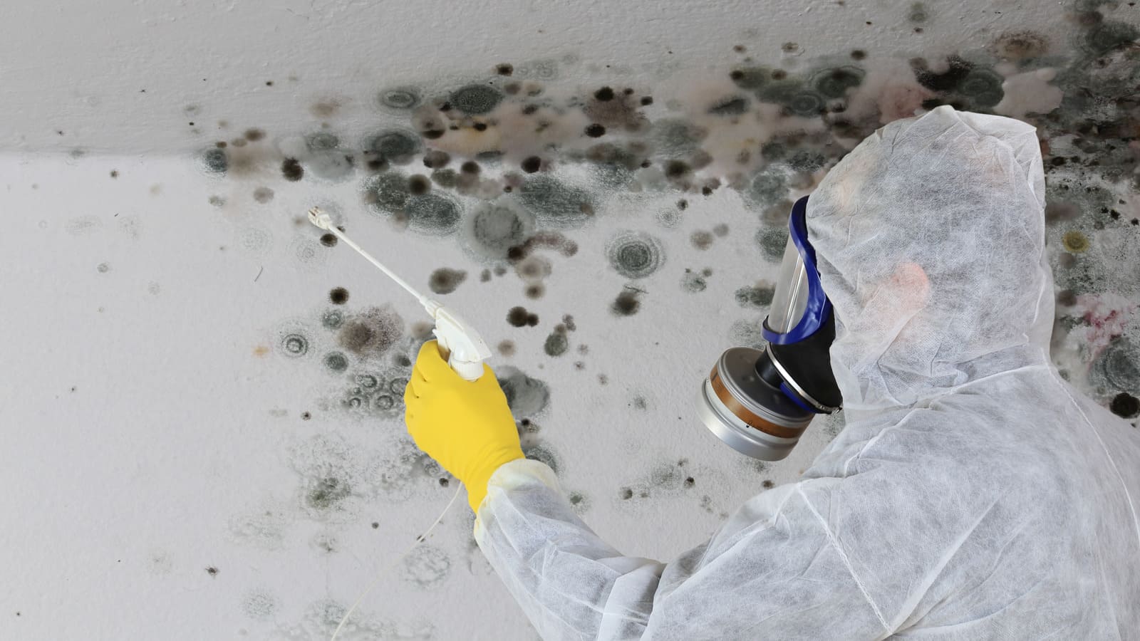 How To Clean Mold Off Basement Walls