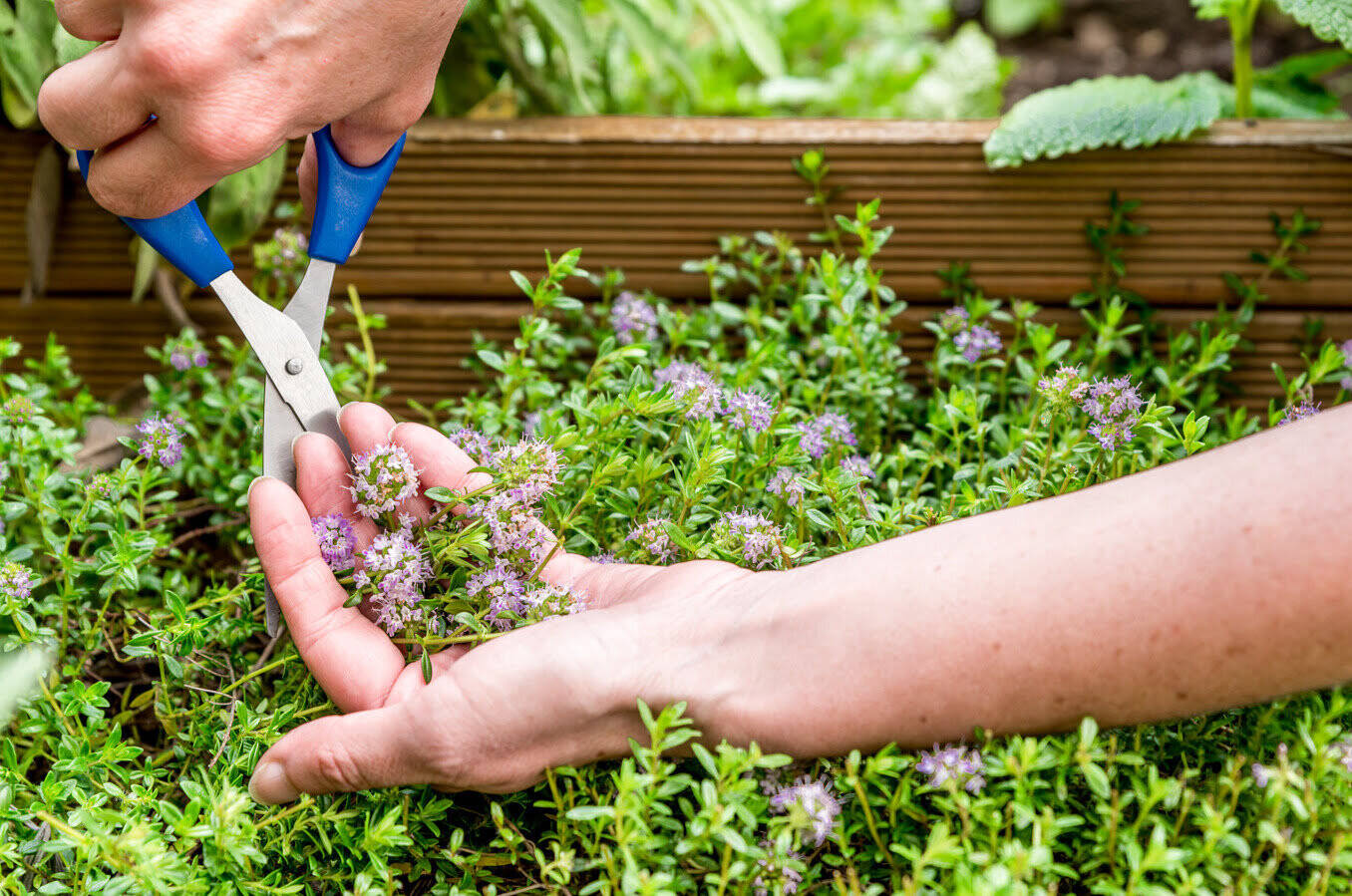 How To Cut Back Thyme