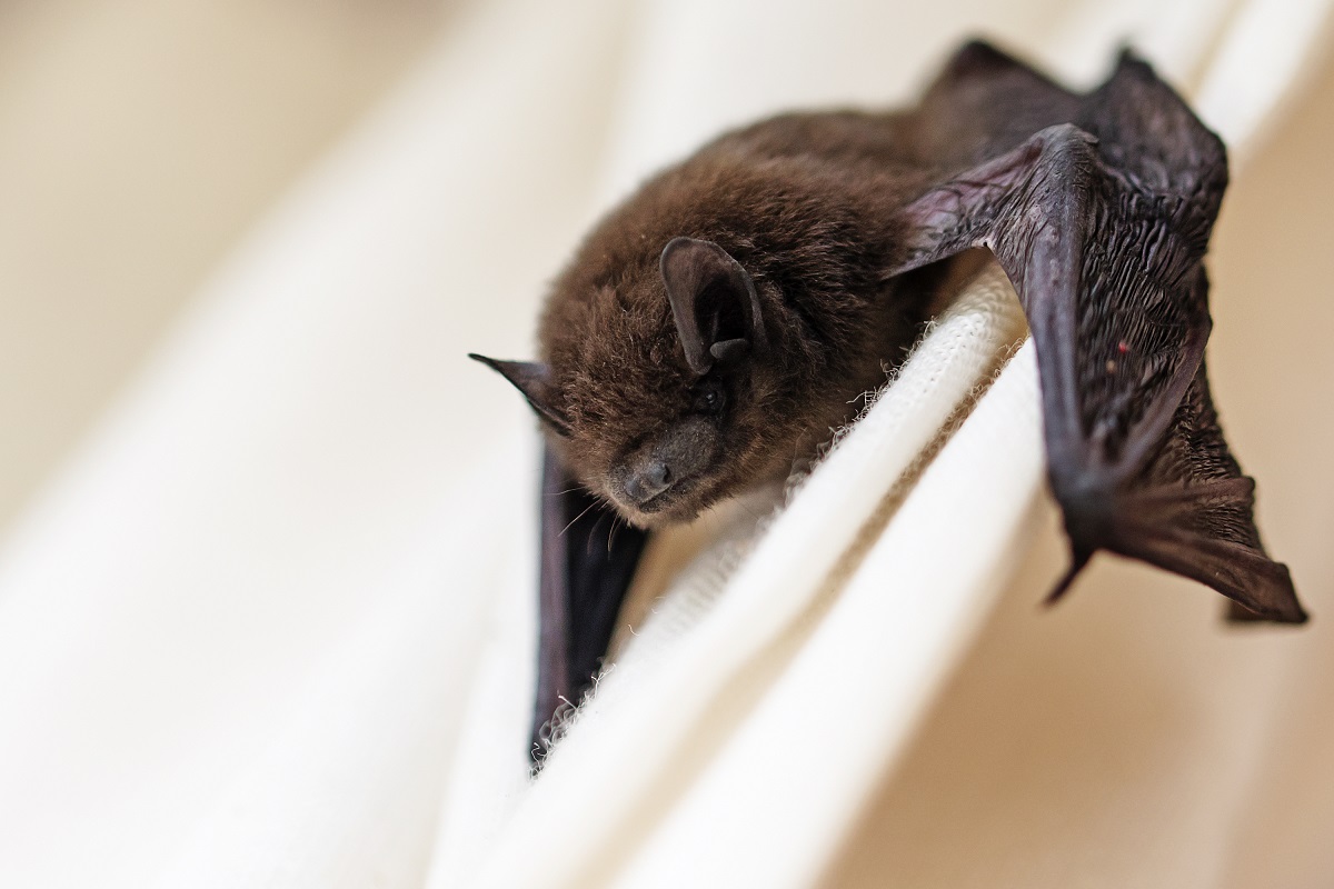 How To Get A Bat Out Of The Basement
