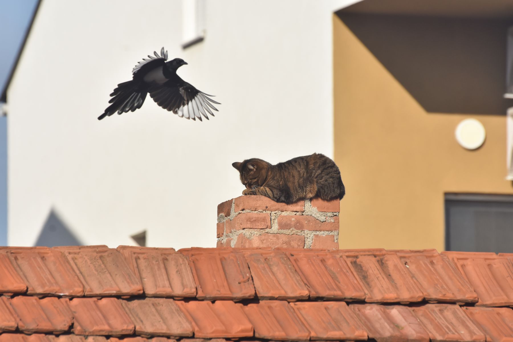 How To Get A Cat Out Of A Chimney