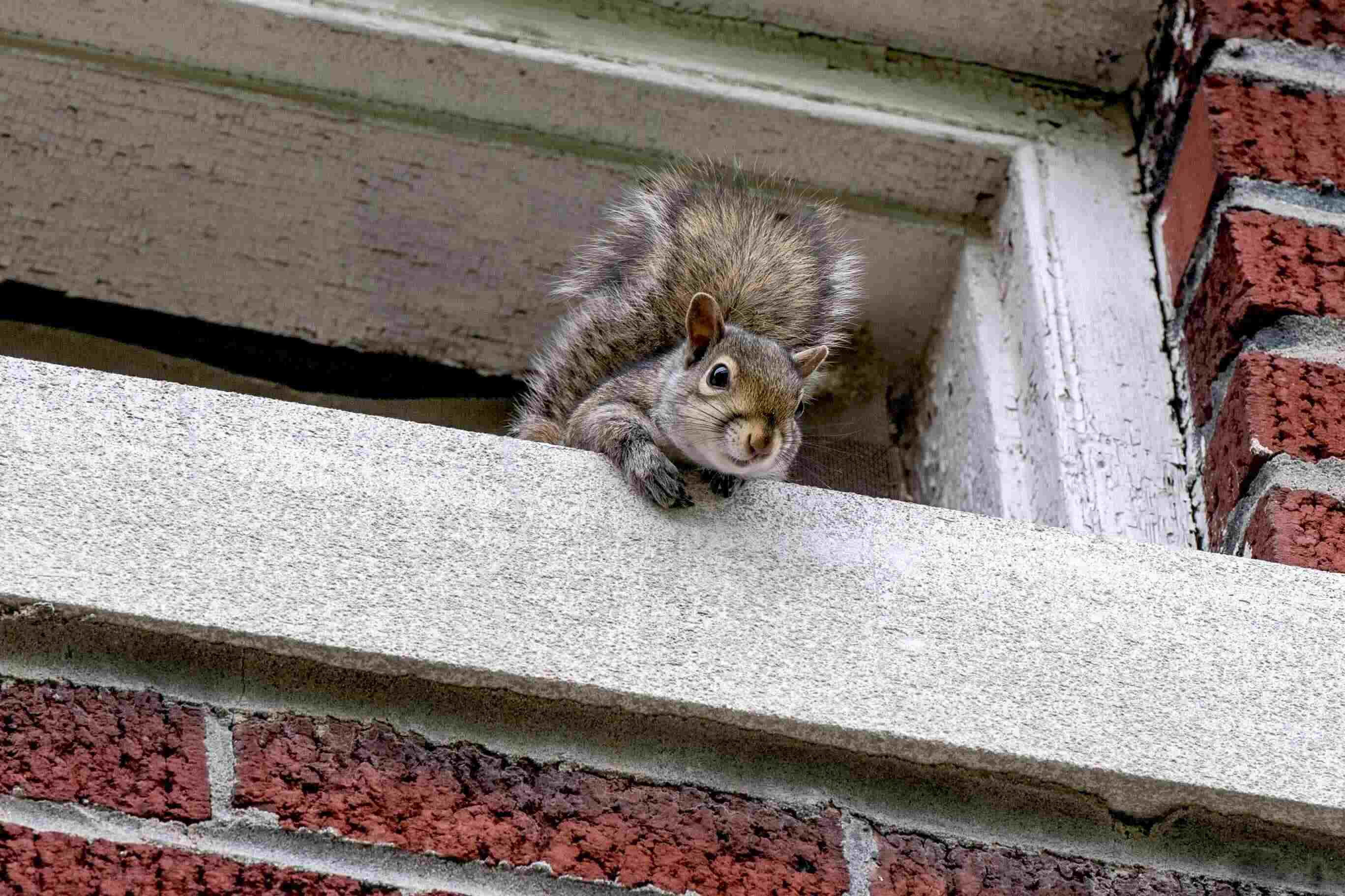 How To Get A Squirrel Out Of Your Chimney