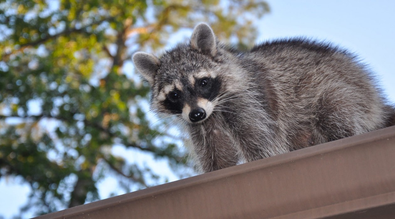 How To Get Baby Raccoons Out Of Attic