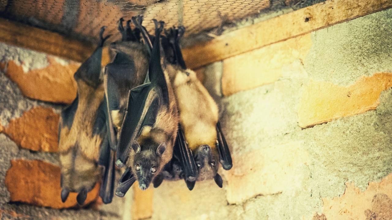 How To Get Bats Out Of A Chimney