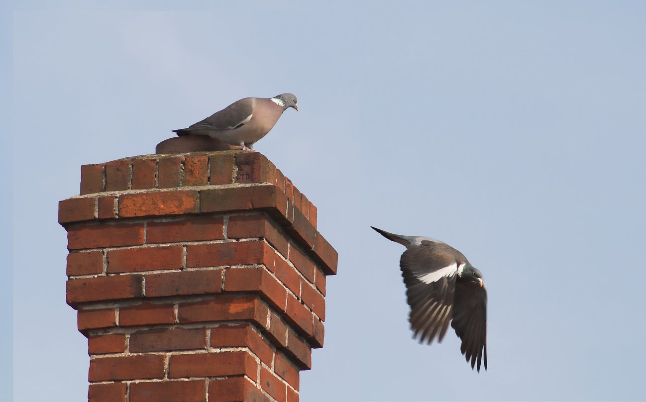 How To Get Bird Out Of Chimney