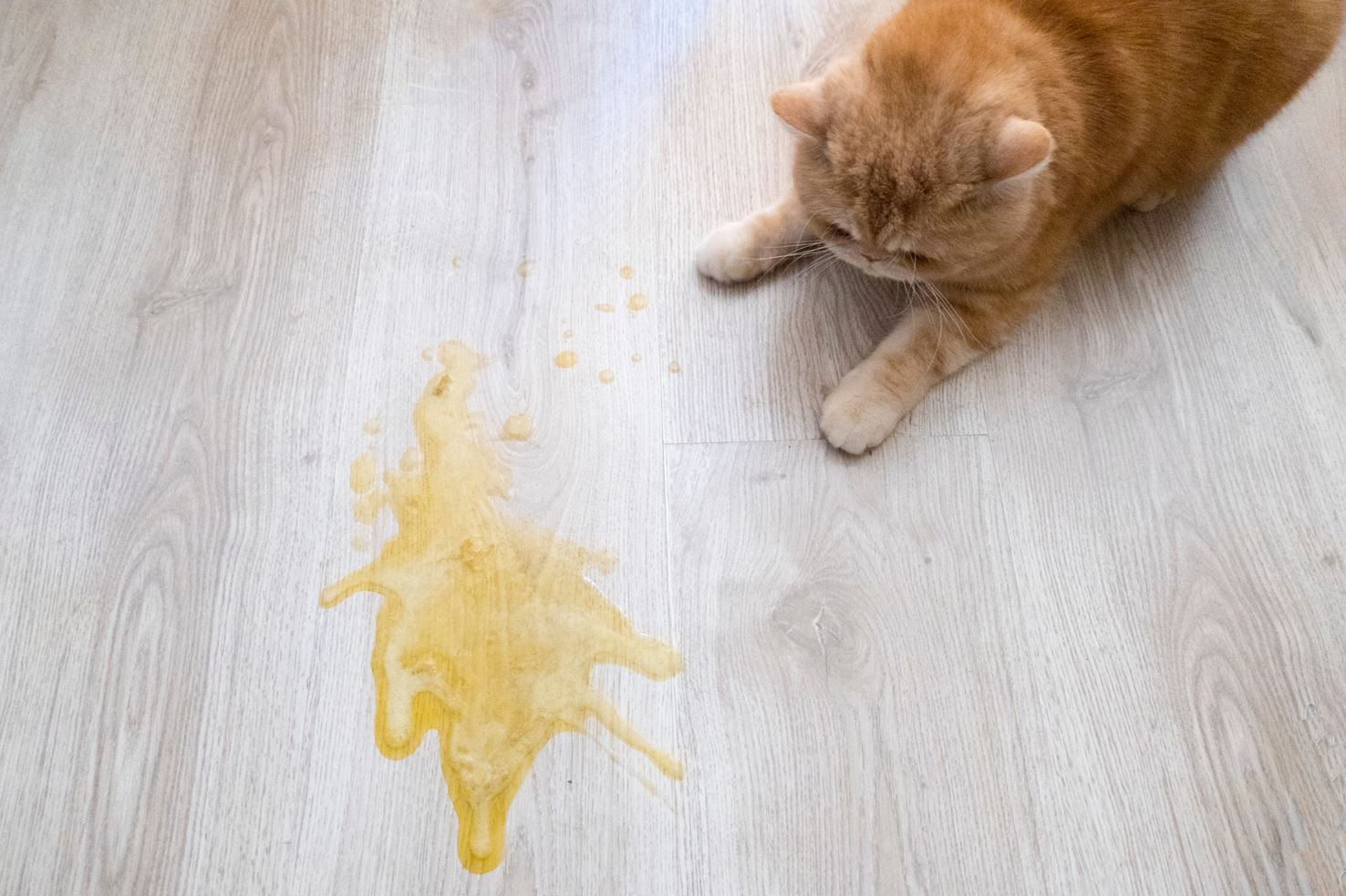 How To Get Cat Pee Smell Out Of The Basement