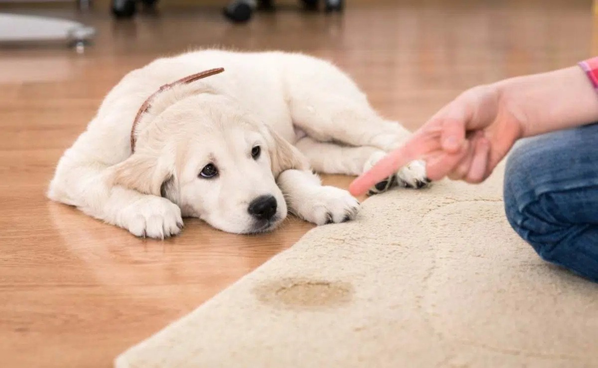 How To Get Dog Pee Smell Out Of Rugs
