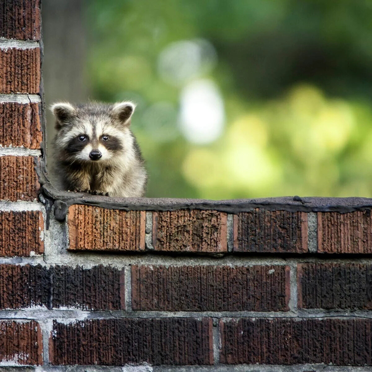How To Get Raccoons Out Of Your Chimney