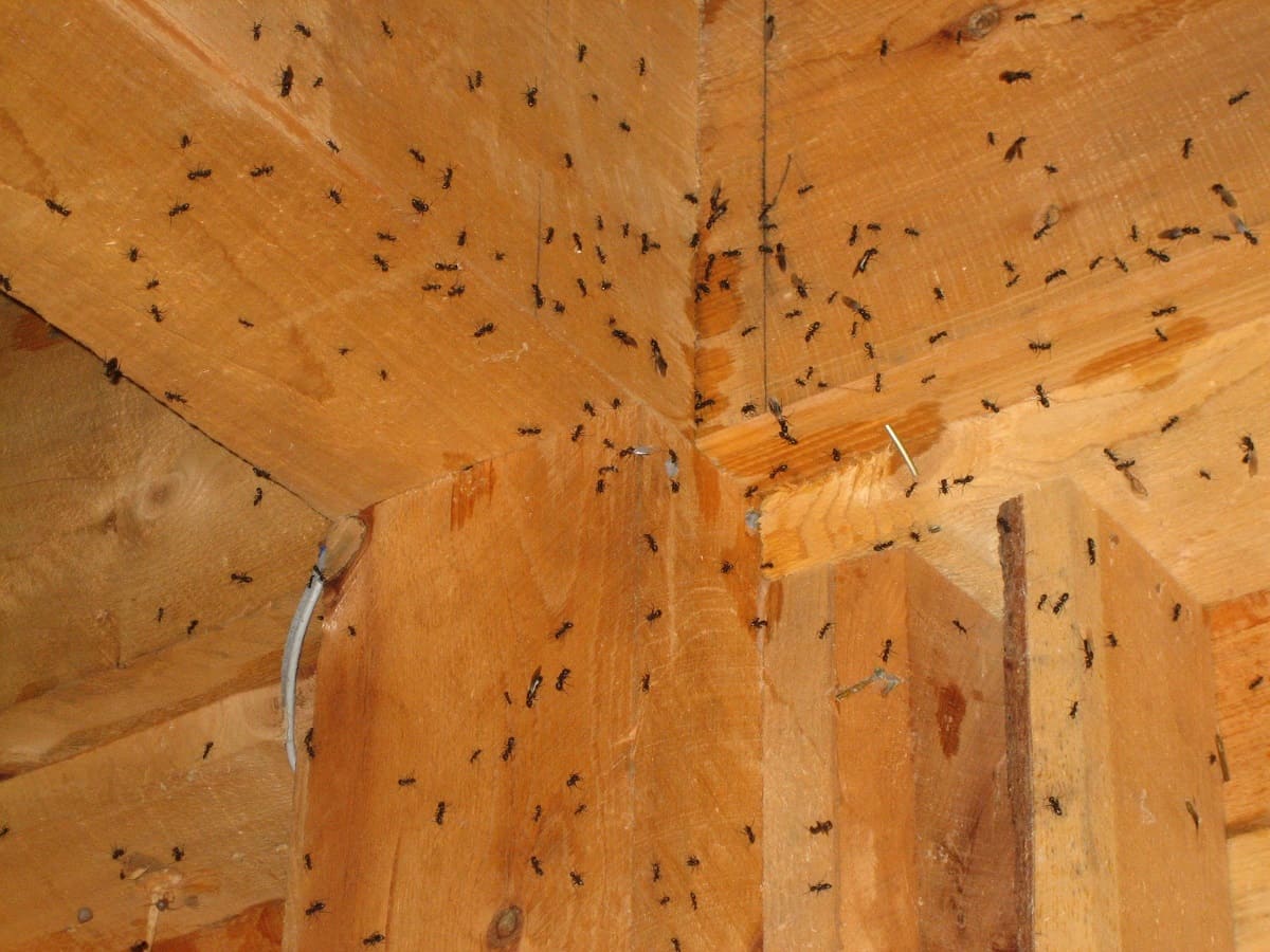 How To Get Rid Of Ants In Basement 1696399851 