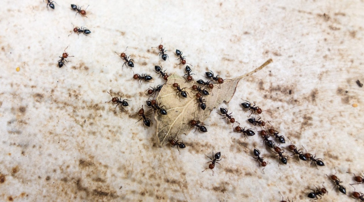 How To Get Rid Of Ants In The Attic